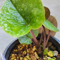 カンアオイ,ナンゴクカンアオイ,ナンゴクカンアオイ,山野草,ベランダの画像