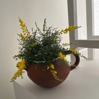 エニシダの画像