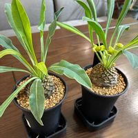 ユーフォルビア 鉄甲丸,カインズ,ホムパト,ホムパト（ホームセンター　パトロール）,オス花メス花の画像