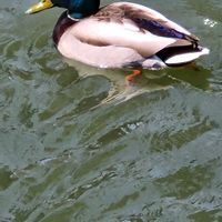 スイレンの画像