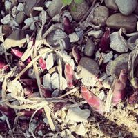 ギボウシ,玄関アプローチの画像