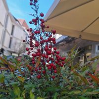 ナンテンの画像