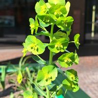 トウダウグサ,Wolfsmilch,ユーフォルビア,ユーフォルビアの画像