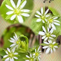 アジュガ,アネモネ,ストレプトカーパス,ハツコイソウ,ムスカリの画像