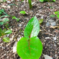 ワレモコウ,ウバユリ,ワレモコウの葉,ワレモコウの葉,ウバユリの葉の画像