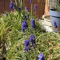 スミレ,ブルーベリー,ムスカリ,つぼみ,春到来！の画像