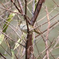 サボテン,イタドリ,セロジネ フィンブリアタ,セロジネ　フィンブリアータ,山野草の画像