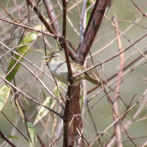 サボテン,イタドリ,セロジネ フィンブリアタ,セロジネ　フィンブリアータ,山野草の画像