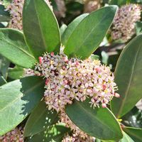 スキミアの画像