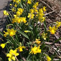 フェンネル,ペチュニア,宿根草,花かんざし,ポトス・エンジョイの画像