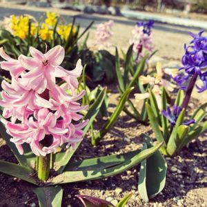 スイセン,ヒヤシンス,地植え,庭の画像