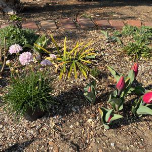 アルメリア,アルメリア,チューリップ,チューリップ,地植えの画像