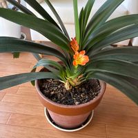 クンシランの画像