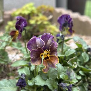 ナチュラルガーデン,ビオラ・パンジー,花は癒やし♡,パンビオ狩り,小さな庭の画像