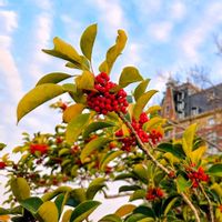 ナンキンハゼ,ナンキンハゼ,モミジバフウ,クロガネモチ,クロガネモチの画像