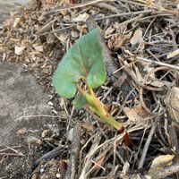 ドクダミの画像