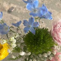 デルフィニウムの画像