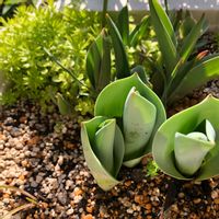 セダム,チューリップ,寄せ植え,球根,球根植物の画像