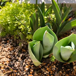 セダム,チューリップ,寄せ植え,球根,球根植物の画像