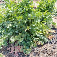 パクチー,パクチー,コリアンダー,コリアンダー,ハーブの画像