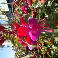 シコンノボタンの画像