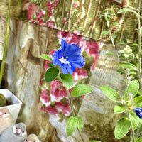 アメリカンブルー,アメリカンブルー,リビング・ダイニングの画像