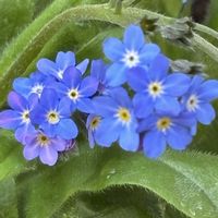 ハナニラ,ハナニラ,ストレプトカーパス,ストレプトカーパス,ローズマリーの画像