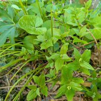 ヒメウツギ,日陰の庭,庭の画像