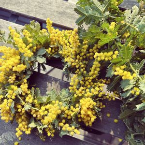 ミモザ,リース,黄色い花,手作りリースの画像