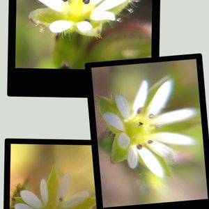 ハコベ,ハコベ,シコタンハコベ,地植え,山野草の画像