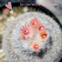 サボテン,月世界,エピテランサ 月世界,エピテランサ・魔法の卵,鶴の卵の画像