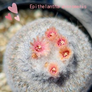 サボテン,月世界,エピテランサ 月世界,エピテランサ・魔法の卵,鶴の卵の画像