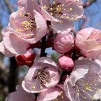 アンズ,あんずの花,お出かけ先の画像