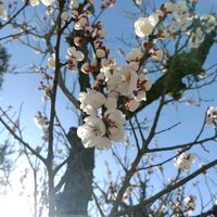 アンズ,ウメ,観葉植物,花のある暮らし,植中毒の画像