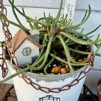 多肉植物,多肉棚,ＤIY好きの画像