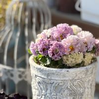 パンジー ローブドゥアントワネット,ローブ・ドゥ・アントワネット,ガーデニング,マイガーデン,庭仕事の画像