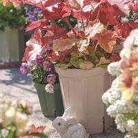 ヒューケラ,ヒューケラ　ティラミス,ヒューケラ　ピーチスムージー,ハルディン,PRの画像