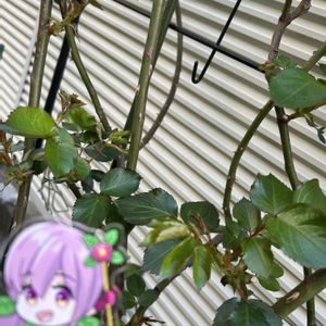 バラ,バラ　さくらいろ,#デンカ土作り部会,#アズミちゃんの画像