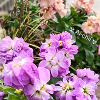 アリッサム,カレックス,ストック,ストック,ローズマリーの画像