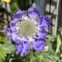 スカビオサ・コーカシカ ファーマの画像