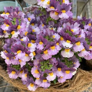 ネメシア,ネメシア　ラズベリーパイ,ハンギングバスケット,熊本,今日のお花の画像