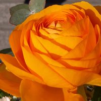 カーネーション,ガーベラ,カスミソウ,スイートピー,チューリップの画像