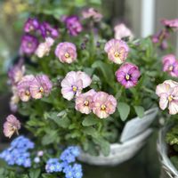 ワスレナグサ,ビオラ,勿忘草,ミオソティス ミオマルク,ときめきビオラの画像