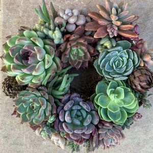 寄せ植え,多肉植物,リース,多肉リース寄せの画像