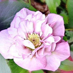 クリスマスローズ,クリスマスローズ ダブル,レンテン・ローズ,地植え,実生の画像