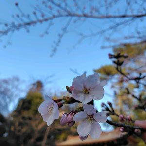 かざぐるま,さくら サクラ 桜,苔玉,さくら 桜 サクラ,桜前線の画像