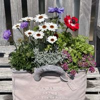 アネモネ,アリッサム,サントリナ,スカビオサ,ローダンセマムの画像