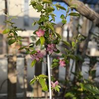 カリン,枝垂れ梅,庭の画像