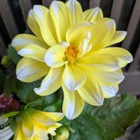 ダリア,ダリア,球根,ガーデニング,黄色い花の画像