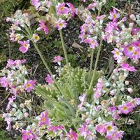 プリムラ マラコイデスの画像